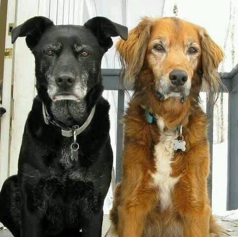 Two old dogs sitting beside one another.