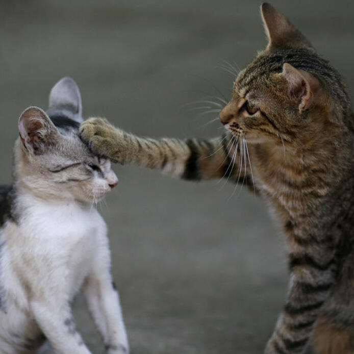 One cat patting another cat on the head.