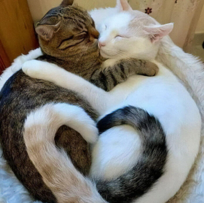 Two cats cuddling another, their curled tails form the shape of a love heart.
