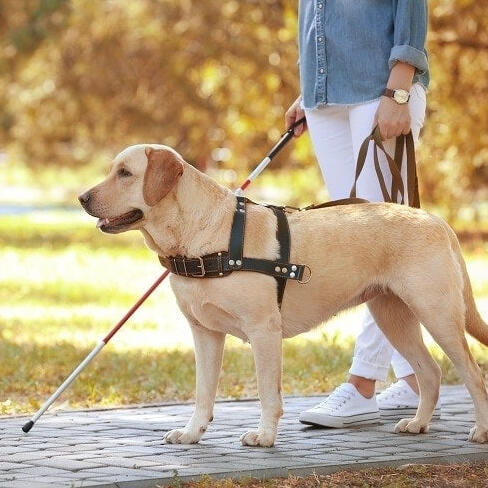 A service dog guiding a blind human.
