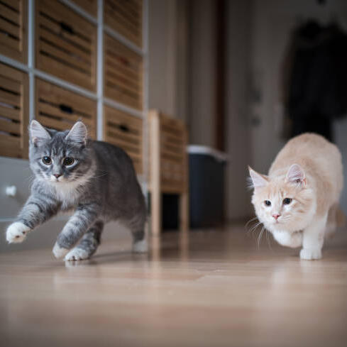 Two cats walking alongside one another.